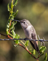 Hummingbird in a bench close up green
Picaflor chico, Picaflor del Norte de Chile