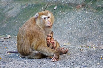 Mother and child of Southern pig-tailed macaque (Macaca nemestrina) in nature of tropical forest in Phuket Thailand. Baby monkey is in mother's arms. Selective focus, blurred background, copy space