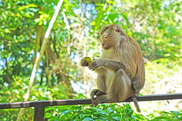 Naklejka na ściany i meble The southern pig-tailed macaque (Macaca nemestrina) in nature of tropical forest in Phuket Thailand. Young macaque monkey. Selective focus, blurred background