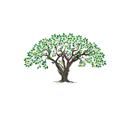 olive tree vector illustrations