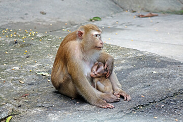 Mother and child of Southern pig-tailed macaque (Macaca nemestrina) in nature of tropical forest in Phuket Thailand. Baby monkey is in mother's arms. Selective focus, blurred background, copy space