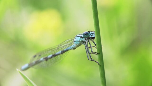 Macro of Common blue damselfly or Enallagma cyathigerum sitting on a blade of grass and eating a caught midge. 