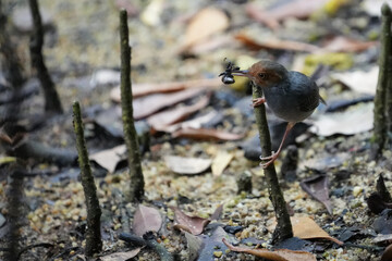 Bird in Singapore Ashy Tailorbird catch a spider for its breakfast.