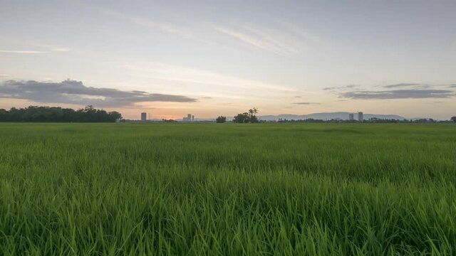 Timelapse sunset ray over rice paddy field at Malaysia