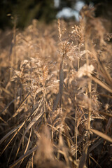 Fototapeta premium Rising sun