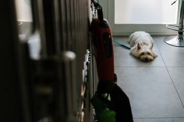 Dog waiting on the floor of a veterinary clinic