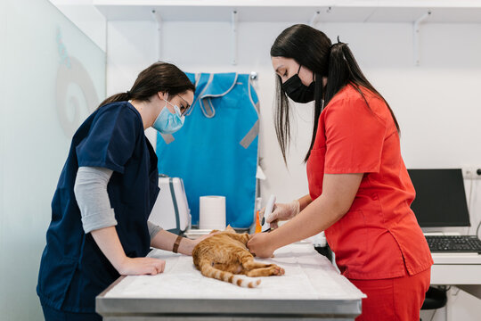 Veterinarian shaving a cat on a table in a clinic