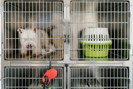 Full cages in a veterinarian