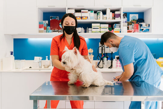 Veterinary team examining a dog on the table