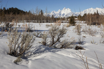 Sage Bush Jackson Hole Valley Grand Teton National Park Winter Snow