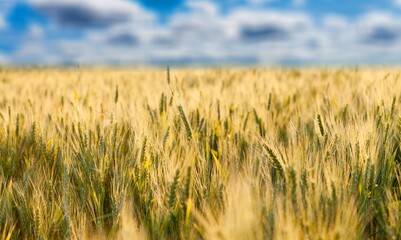 The agricultural wheat field under a blue sky. Beautiful landscape with ripe golden wheat.