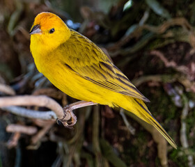 Atlantic Canary, a small Brazilian wild bird. The yellow canary Crithagra flaviventris is a small...