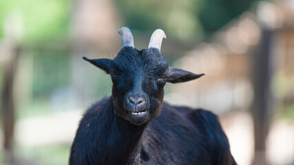 Fototapeta premium black goat close - up in nature