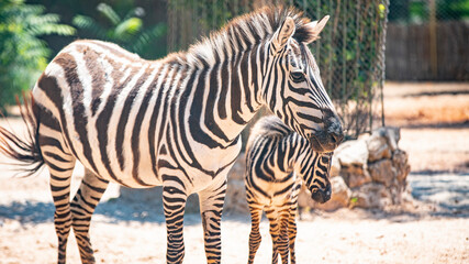 zebra mom and baby zebra close up in nature
