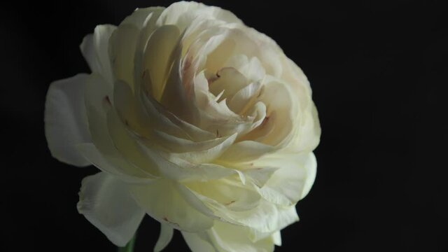 Ranunculus Flower Bloom Timelapse White 03