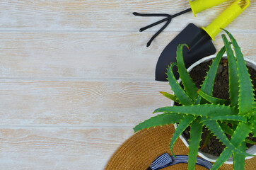 succulent house plant aloe vera in a pot, gardening tools for the care of indoor plants, sustainable summer and a home garden concept