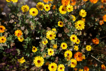 yellow and orange Calendula officinalis flowers in the garden in winter, in Adelaide, South Australia