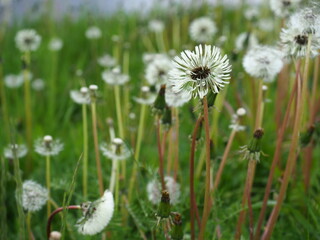 Dandelion fluff and seeds