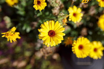 yellow and orange Calendula officinalis flowers in the garden in winter, in Adelaide, South Australia