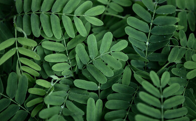 green leaves of a plant for background or wallpaper