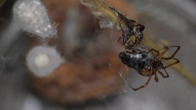 Steatoda triangulosa spider wrapping prey in her web next to her egg sac, Macro shot

