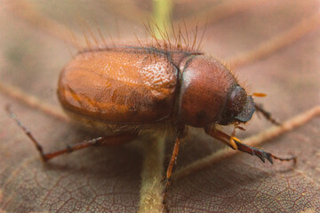 Escarabajo cafe. Mayate. Beetle. Insecto cafe. Cotinis mutabilis