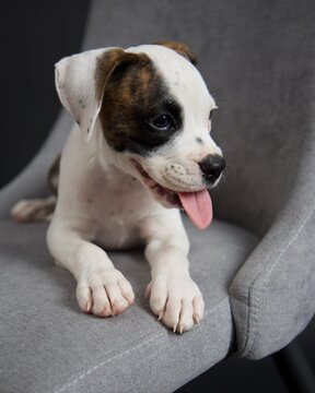 Boxer Puppy on chair
