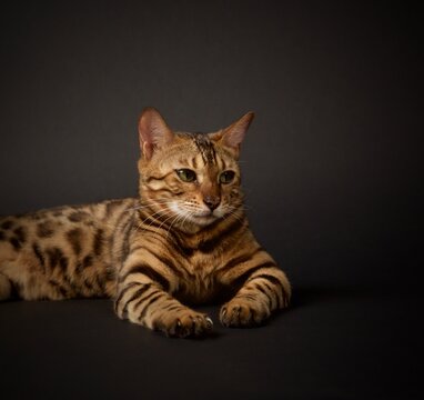 Bengal cat 