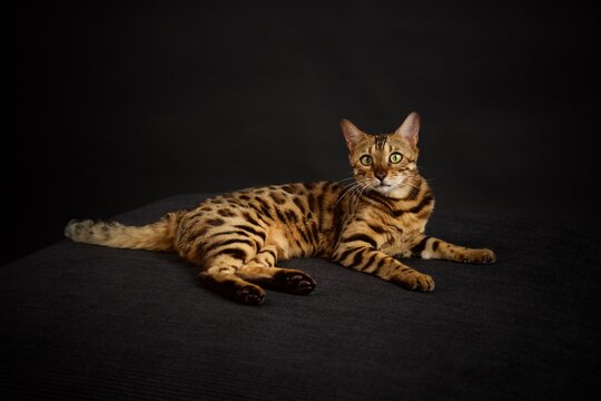 Bengal cat 