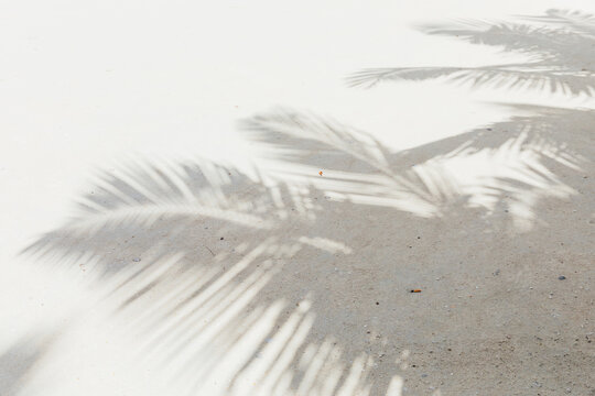 Shadow of palm trees on white sand