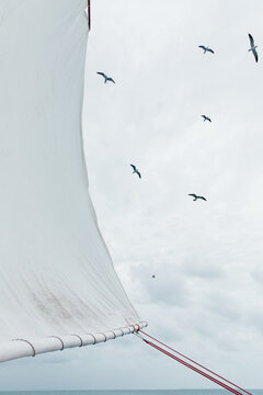 Seabirds and sails over the ocean