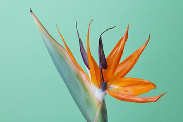 Exotic tropical flower of Strelitzia on green background