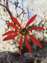 clavel de campo