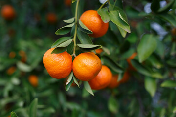 Mandarins on a mandarin tree in Adelaide, South Australia