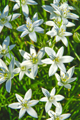 晴れた日の庭に咲いた白い小さな野の花。