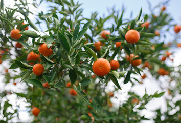 Mandarins on a mandarin tree in Adelaide, South Australia
