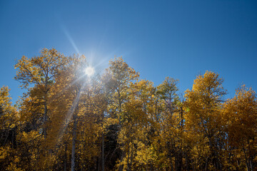 Starburst over a cluster of Aspen trees in the Fall in the Hope Valley of California, Sierra Nevada, USA, displaing mostly yellow leaves