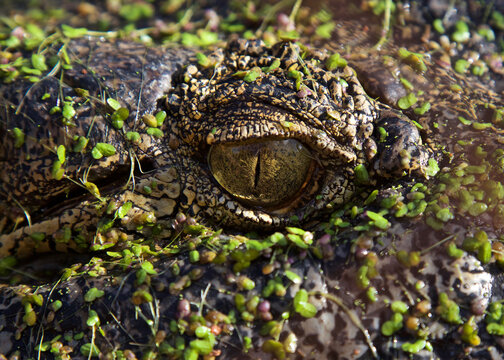 Saltwater Crocodile, Australia