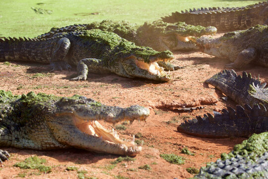 Saltwater Crocodile, Australia