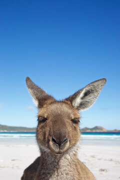 Kangaroos of Lucky bay, Western Australia