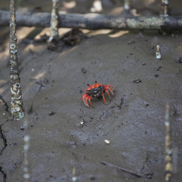 Crabs in the Mangroves