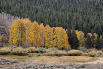 Cluster of Aspen trees in the Fall beside coniferous trees, California Eastern Sierra Nevada, USA