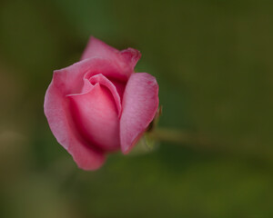 Beautiful pink rosedbud seen from above against green copy-space blurred background, bokeh