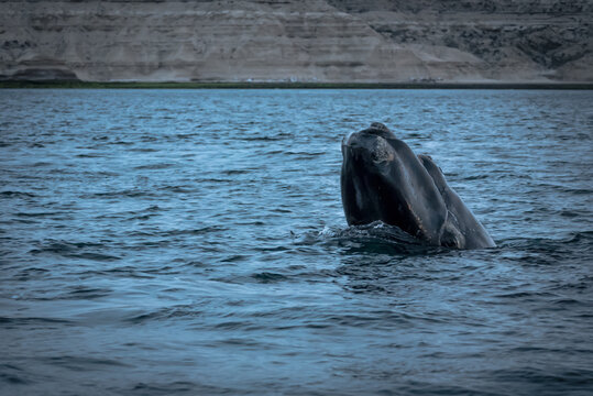 Southern Right Whale, Valdes Peninsula, Argentina