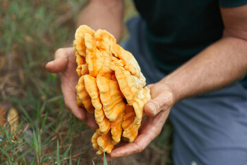 Foraged chicken of the wood mushroom