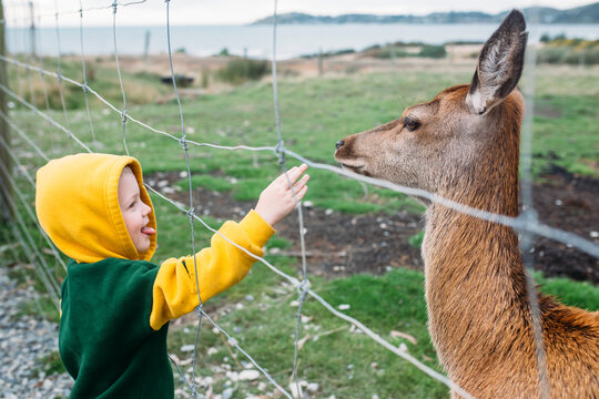 A little boy tries to pet a deer through a fence
