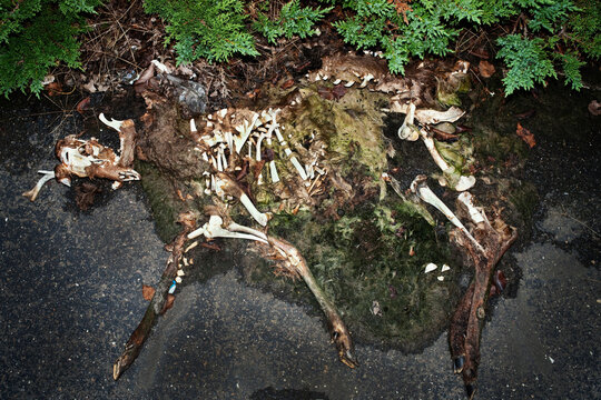 Deer Skeleton