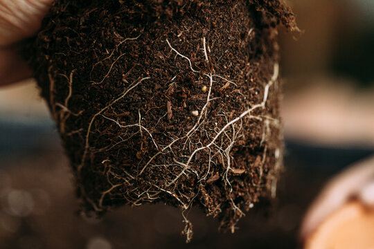 Unrecognizable man transplanting a flower