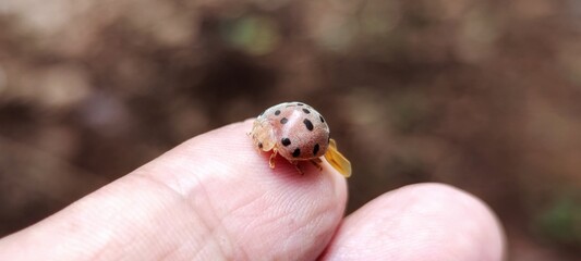 ladybird on hand