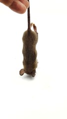Many dead mice (Mouse) on a white background
